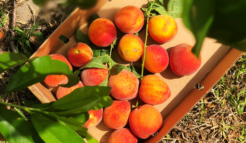 Spring U-Pick Date at Southern Hill Farms