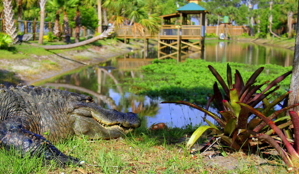 Free Admission at Wild Florida May 24 - 29 for Annual Gator Week