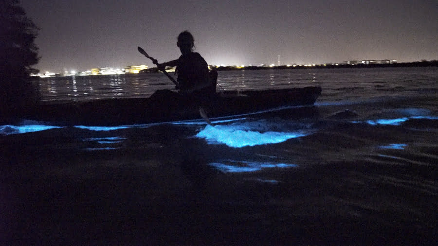 bioluminescence night kayaking tour cork