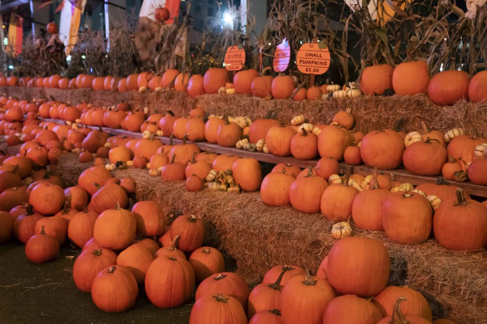 Pumpkins lined up at Lake Nona Orlando Pumpkin Patches