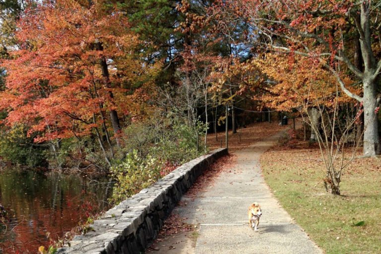 8 Scenic Road Trips from Orlando to See Fall Leaves