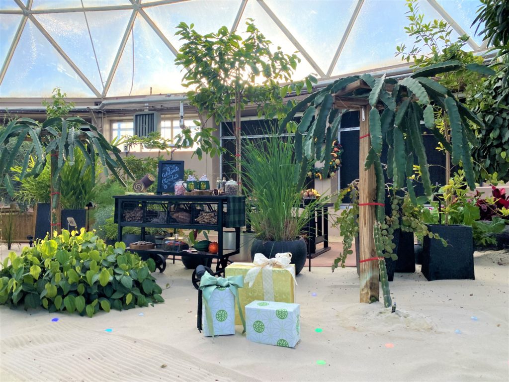 Living with the Land Boat Ride Holiday Decorations iinclude large prop Christmas presents with custom wrapping paper featuring the living with the land logo. These presents are in the sand of the ride's greenhouse area with tropical plants in the background and a holiday table display in the back as well.