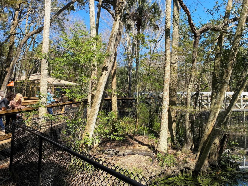 Florida alligators can be seen from a few walkways at Homosassa Springs Wildlife Park 