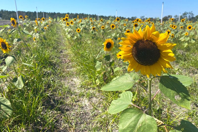 sunflower field at Pick Your Own Sunflowers at Amber Brooke Farms Eustis - Dani Meyering