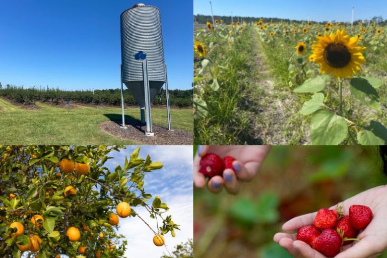 Orlando U-Pick Farms – Oranges, Blueberries, Strawberries, Sunflowers, and More