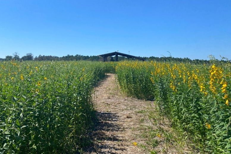 Maze at Amber Brooke Farm Eustis near Orlando 