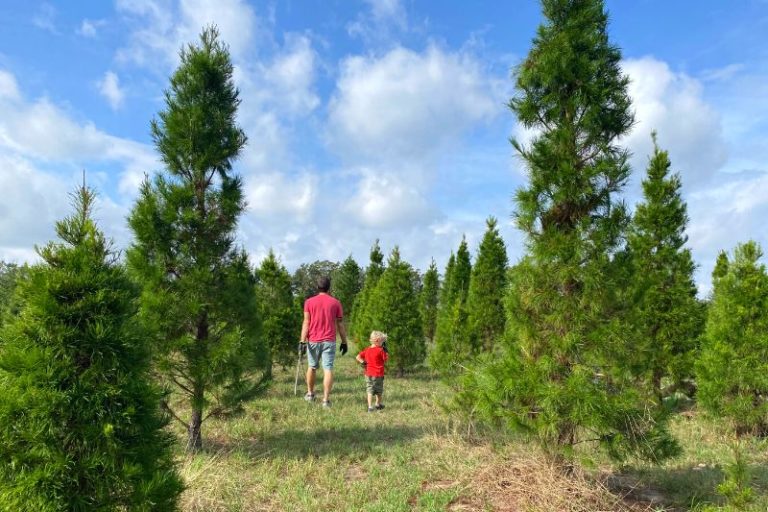 How to Cut Your Own Christmas Tree in Florida at Santa’s Farm