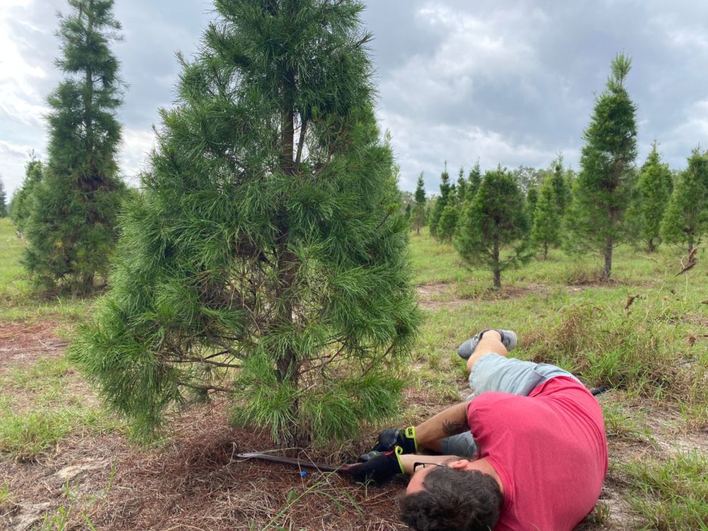 A man in a red t-shirt and tan shorts lays on the ground to cut a small Florida sand pine tree at a Christmas tree farm in Eustis Florida