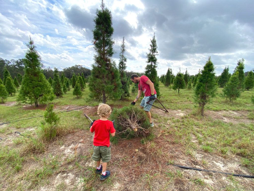 A man in a red t-shirt and tan shorts leans over to pick up a Florida sand pine tree he has just cut down for a Christmas tree in a tree farm, with his young son in a matching outfit standing with his back to the camera