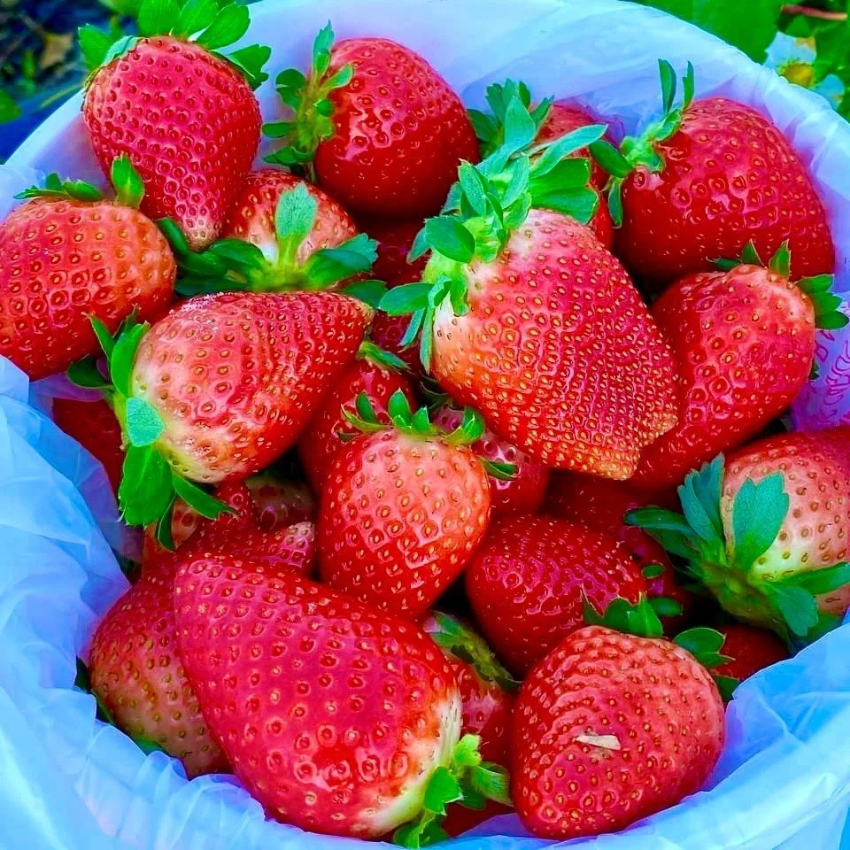 a bucket full of Pick your own strawberries at Amber Brooke Farms Eustis Florida