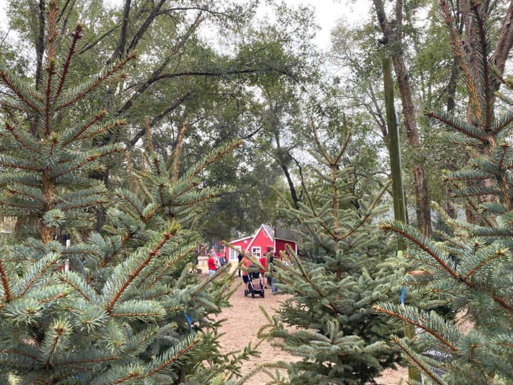 Pre-cut Northern Christmas Trees at tree lot Santa's Farm - Dani Meyering