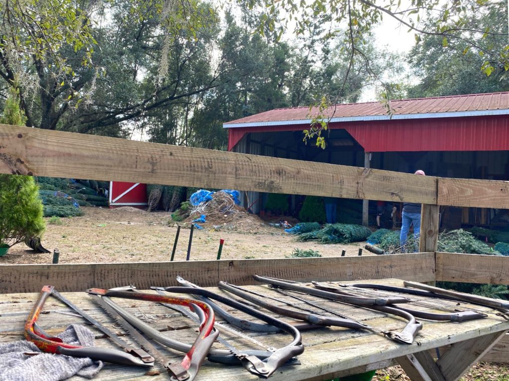 Provided Saws to Cut Your Own Christmas Tree lay on a wooden table 