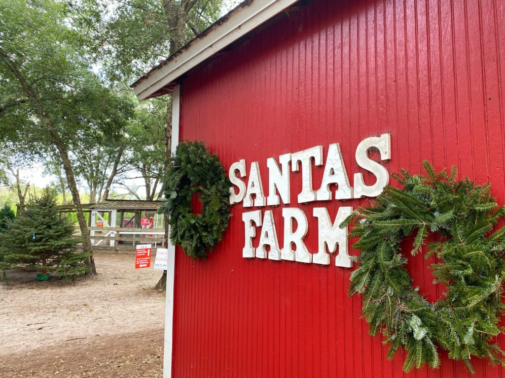 A red barn overlooks the tree lot of Santa's Christmas Tree Farm Eustis Florida