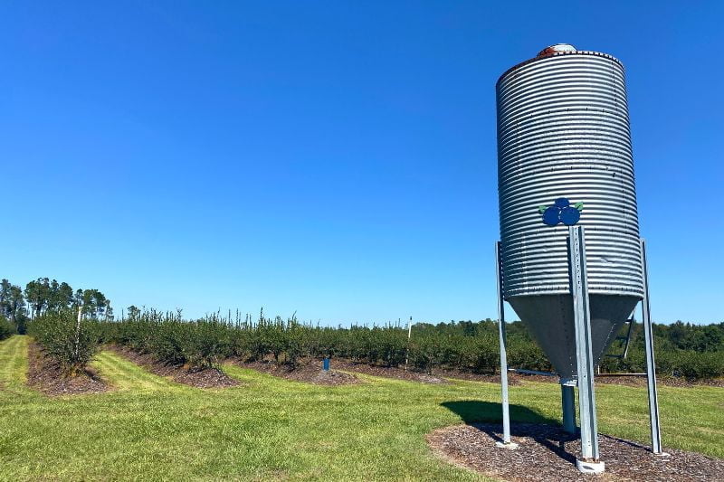 Blueberry Picking in Orlando at Amber Brooke Farms in Eustis - Dani Meyering