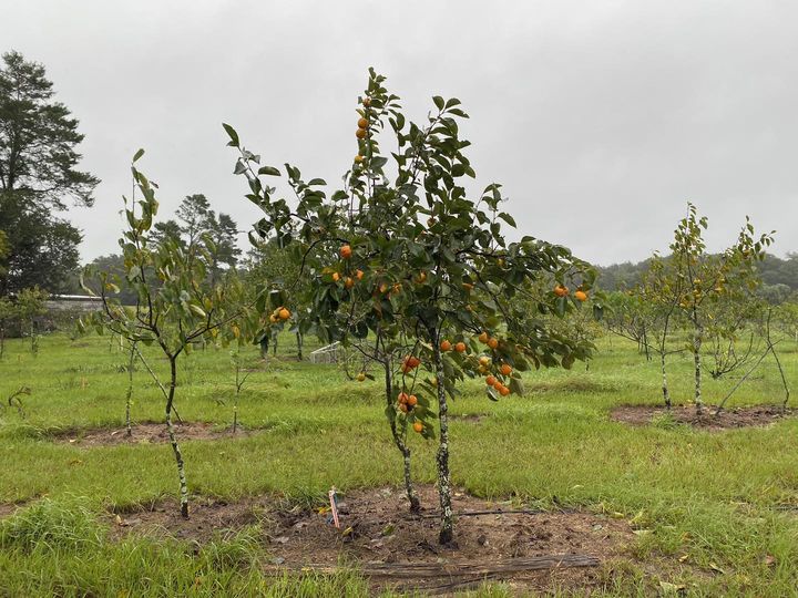 Lake Mills U-Pick Citrus Farm near Orlando - from Lake Mills Facebook Page