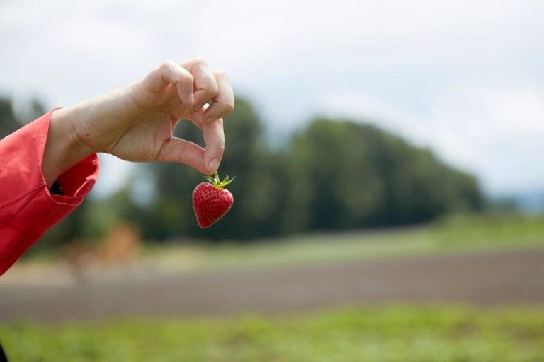 Strawberry Picking at Amber Brooke Farms Eustis – What to Expect