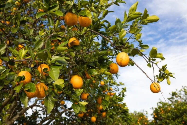 Where to Pick Oranges in Orlando – Plus Citrus and More