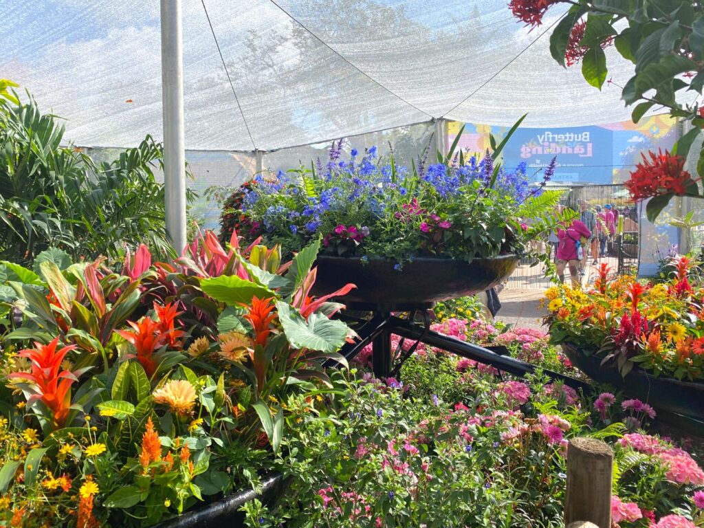 Flowers inside Butterfly Landing Presented by AdventHealth at EPCOT - Dani Meyering