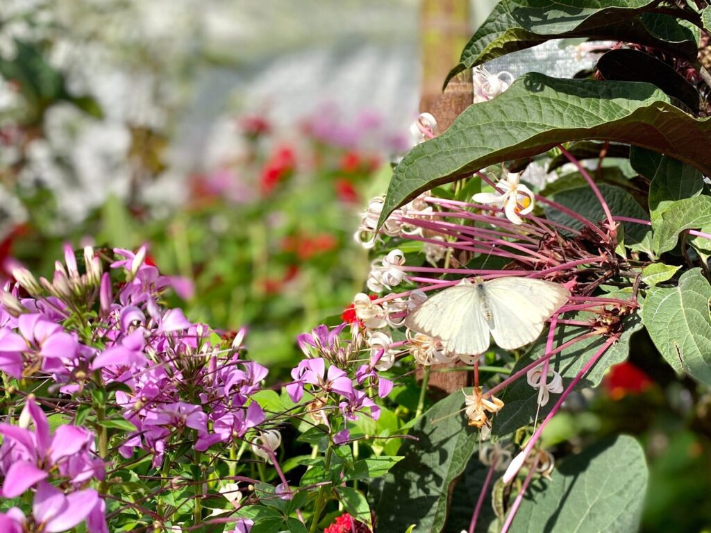 Up Close at Butterfly Landing Presented by AdventHealth at EPCOT 