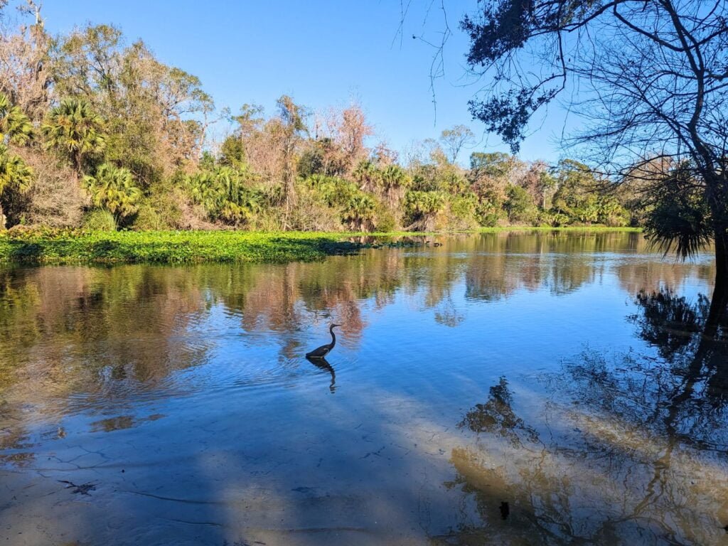 Florida Wildlife at Wekiwa Springs State Park - image by Maria DiCicco