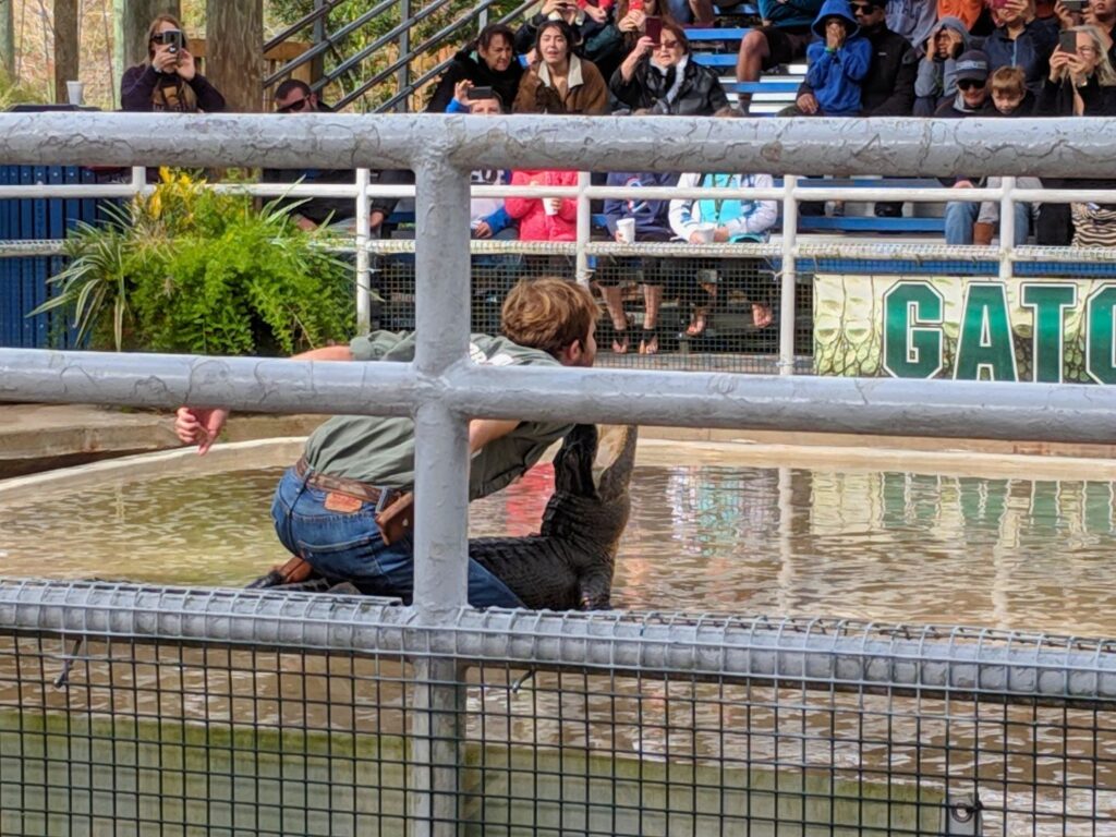 Orlando-Gatorland-Show-by-Maria-DiCicco