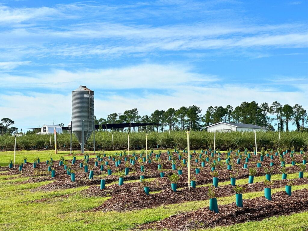 Amber Brooke Farms Eustis Near Orlando U-Pick Blueberry Field 