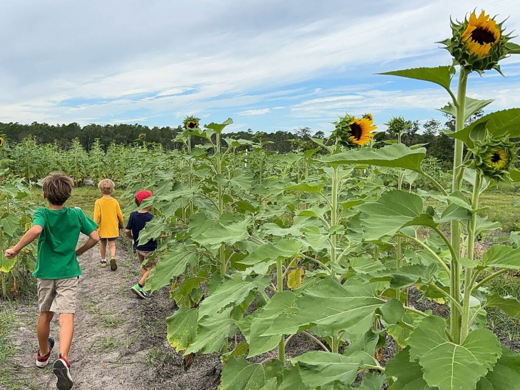 young boys running through Amber Brooke Farms Eustis Near Orlando U-Pick Sunflower Field 