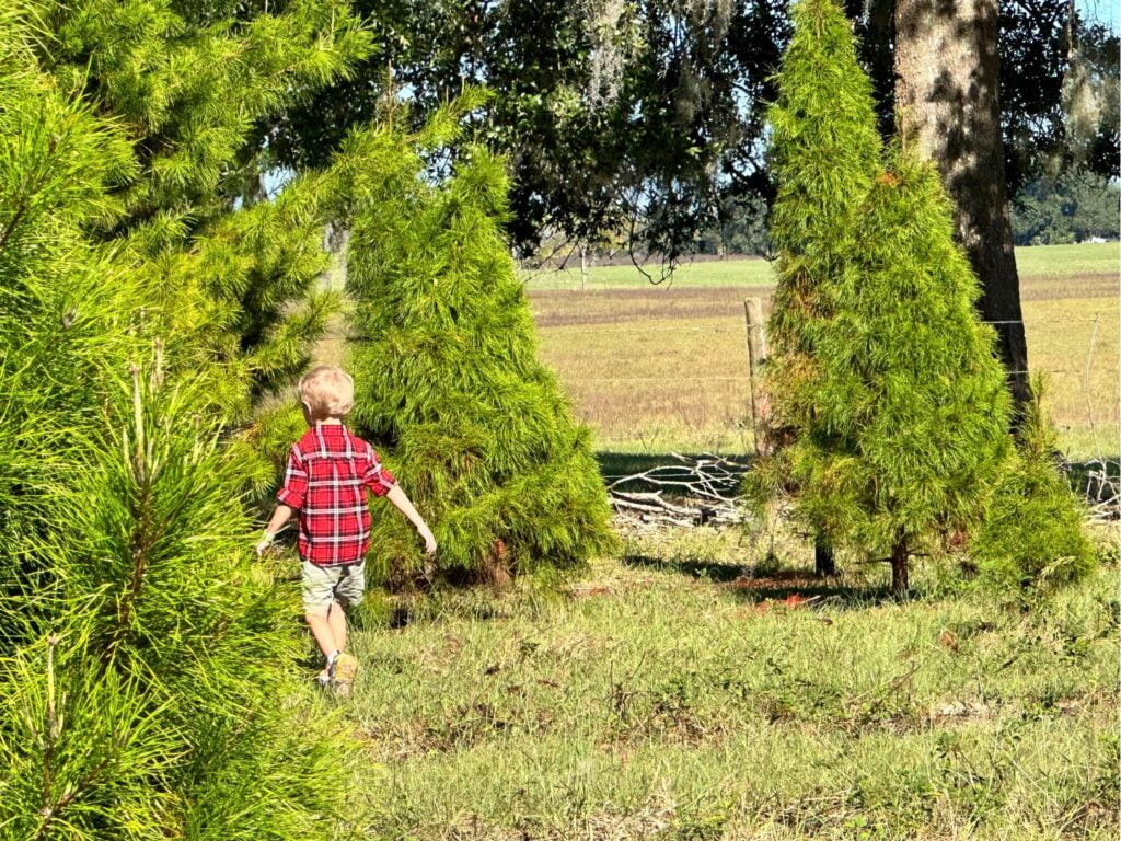 Young Boy Walking Through Christmas Tree Forest at Santa's Farm Orlando 