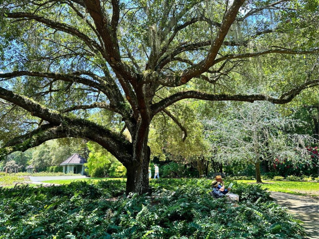 Leu Gardens Orlando, an elderly couples sits on a bench among Ferns and Oak Tree 