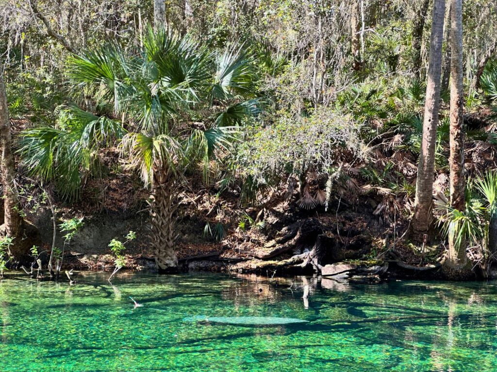 Manatee with research bouy at Blue Spring State Park Near Orlando 