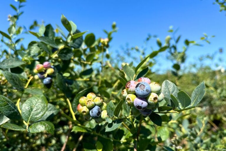 Blueberry Picking Near Orlando for a Sweet Date