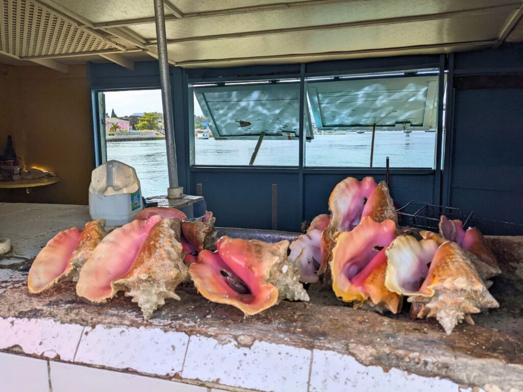 Image of a group of conch shells shitting on a wall in the Bahamas