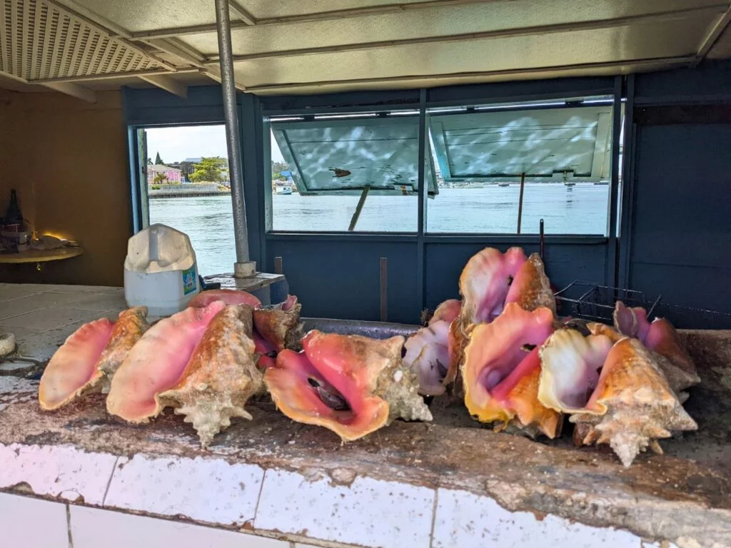 Image of a group of conch shells shitting on a wall in the Bahamas