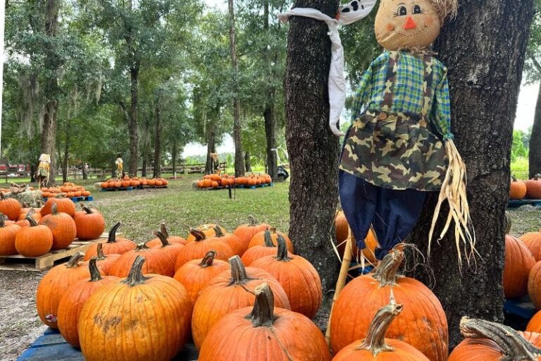 Pumpkin Patch with Scarecrow and Ghost decorations at Santa's Farm in Eustis