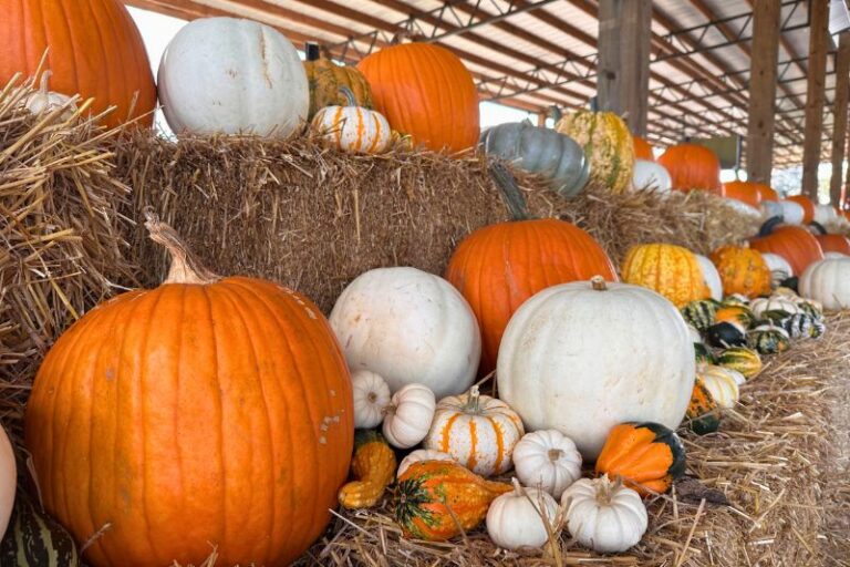Pumpkin Patches in Orlando multi colored pumpkins at Amber Brooke Farms Williston