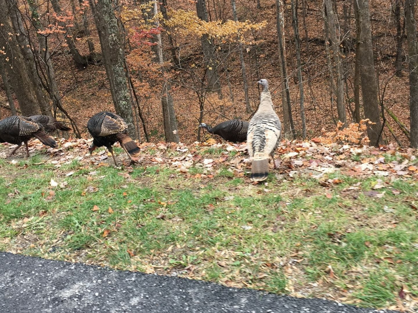 wild turkeys in Asheville