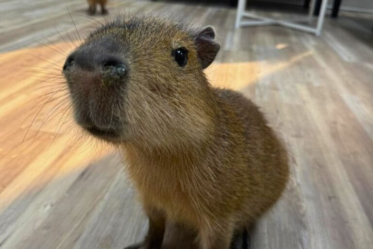 Get Ready to Cuddle Up with Capybaras at St. Augustine’s Newest Cafe