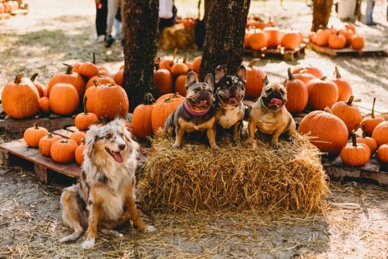 Dog-Friendly Pumpkin Patches in Orlando for a Pawfect Date