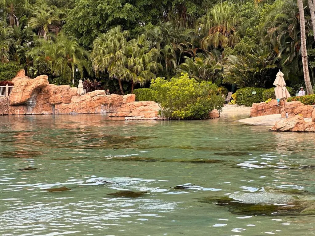 Rays and fish swimming inside Grand Reef at Discovery Cove