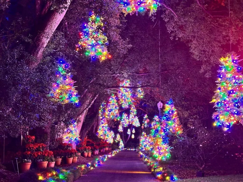 Awe in the Air at Dazzling Nights Leu Gardens 2024 christmas trees overhead - image by Dani Meyering