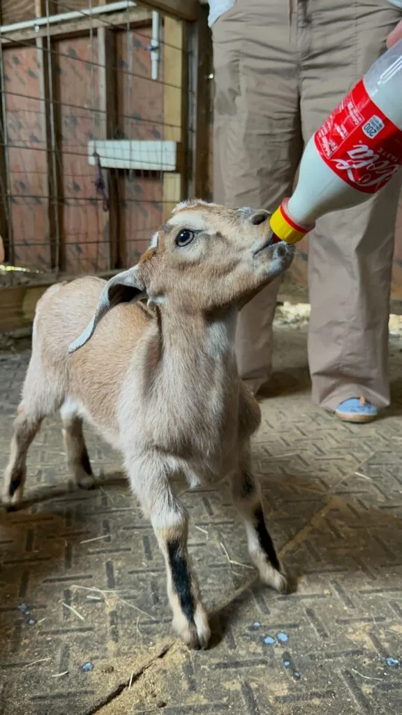 Bottle feeding a baby goat at Bambi's Mini Petting Farm - image by Dani Meyering