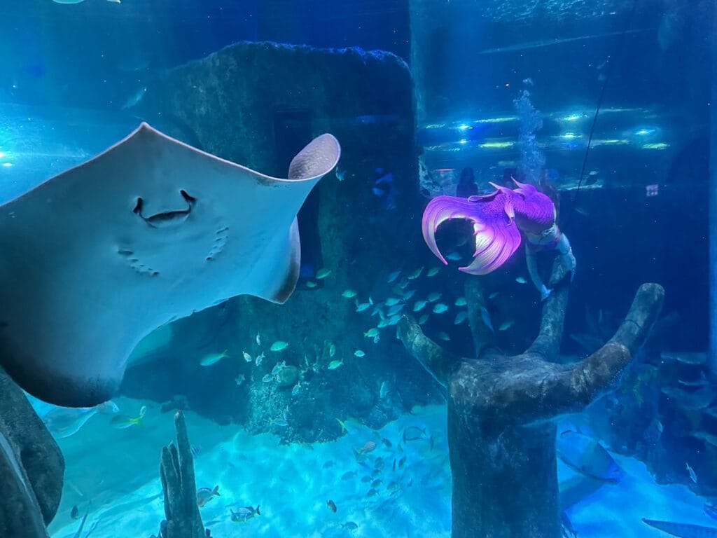 Mermaid swimming in ocean tank with fish and stingray at Sea Life Orlando - image by Dani Meyering