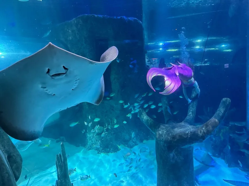 Mermaid swimming in ocean tank with fish and stingray at Sea Life Orlando - image by Dani Meyering