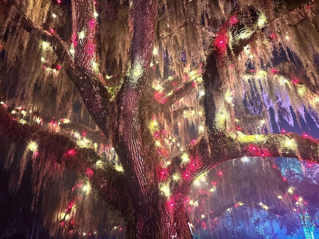 Christmas Lights in Trees Holly Jolly at Dazzling Nights Leu Gardens 2025 - image by Dani Meyering