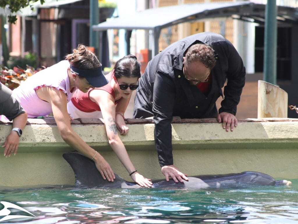 Petting Bree the Dolphin at SeaWorld Orlando