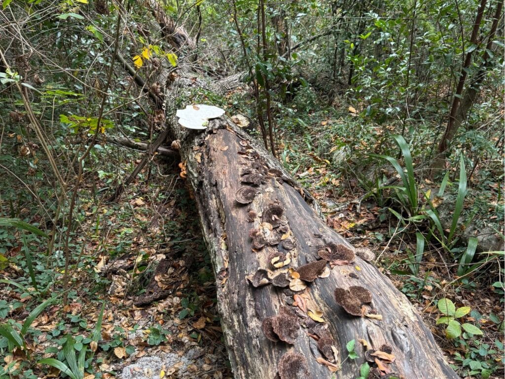 Wild mushrooms at Ravine Gardens State Park