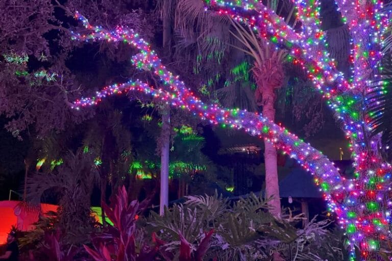 Christmas Lights fully wrapped on a tree at ILLUMINATE Aquatica - image by Dani Meyering