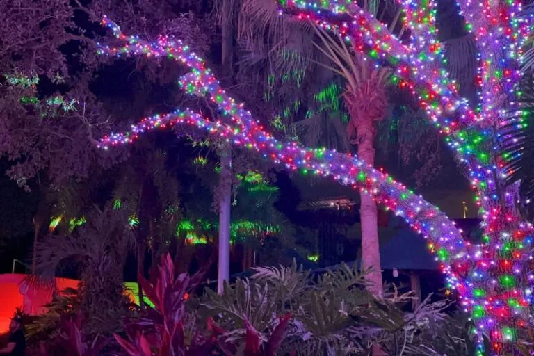 Christmas Lights fully wrapped on a tree at ILLUMINATE Aquatica - image by Dani Meyering